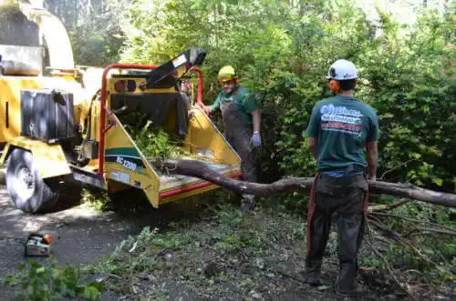 tree services Ventura